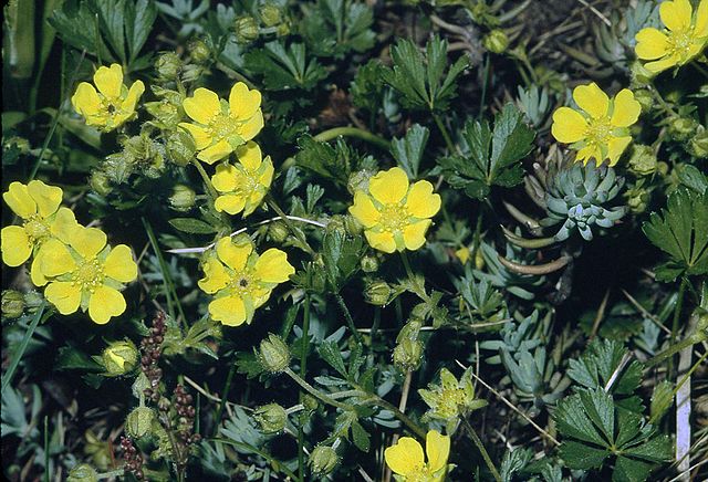 Potentilla neumanniana